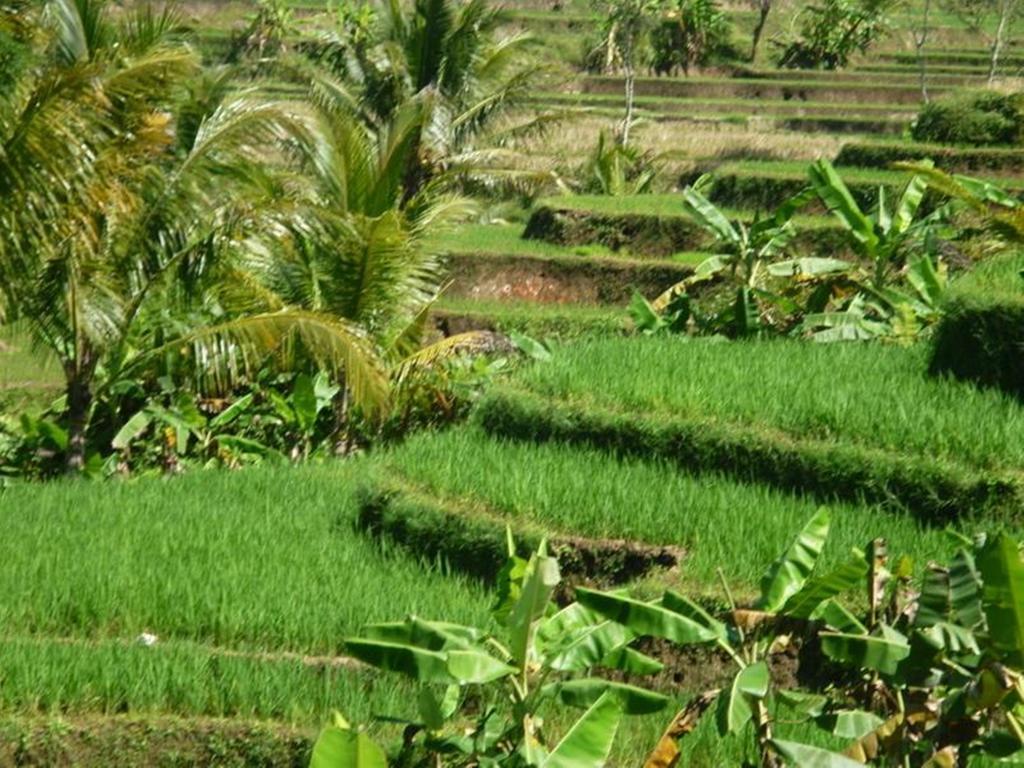 Villa Sumbing Indah Magelang Extérieur photo